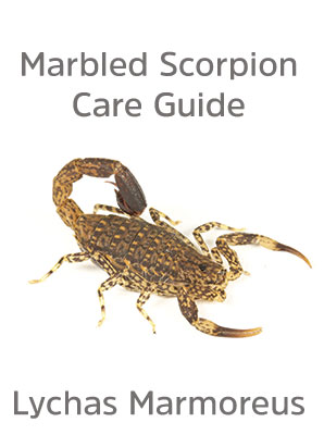 Care guide for Marbled Scorpion