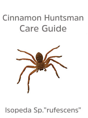Cinnamon Huntsman Care Guide