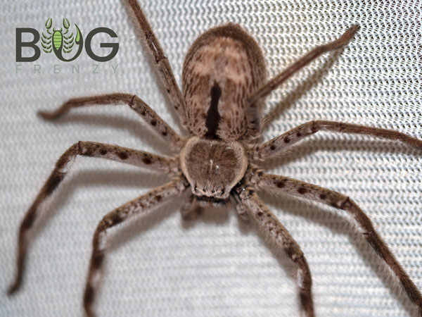 Giant Banded Huntsman (Holconia Immanis) - Bug Frenzy