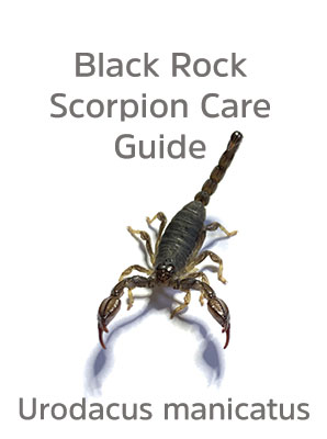 Black Rock Scorpion Care Guide