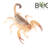 Desert Scorpion (Urodacus yaschenkoi)