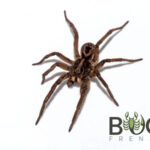 Union-Jack wolf spider (Tasmanicosa gilberta) Image