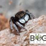 Bat Peacock jumping spider (Maratus vespertillio) Male Image