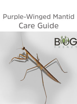 Purple-Winged mantis