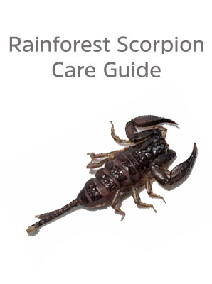 Care guide for Marbled Scorpion