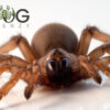 Yellow trapdoor spider (Blakistonia "sp.1") juveniles - Image 3