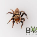 Red-headed jumping spider (Maratus griseus) Males Image
