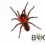 Giant wishbone spider (Aname sp. 1) Image