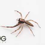 Bronze jumping spider (Helpis minitabunda) 'big boy' Image