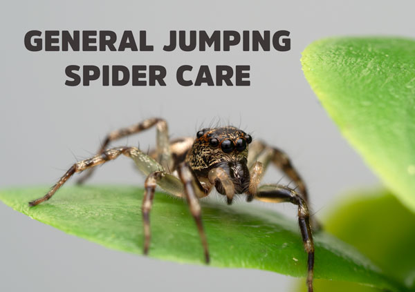 Jumping Spider Care