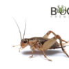 Cricket Snack Pack - 10 crickets