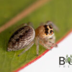 Bridal Jumping spider (Opisthoncus sp.1) Female Image