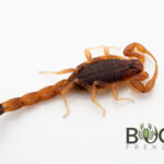 Two-toned thicktail scorpion (Lychas jonesae) Image