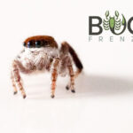 White-Haired Peacock jumping spider (Maratus Albus) Male Image