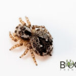 White-Haired Peacock jumping spider (Maratus Albus) Female Image