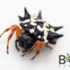 Jewel spider (Austracantha minax) - Image 2