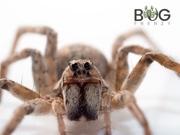 Is this too many funnel-web spiders? Spider unboxing 