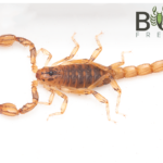 Mallee Wood Scorpion (Cercophonius kershawi) Image