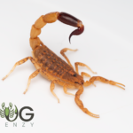 Spider-hunting scorpion (Isometroides vescus) 'yellow' Northern mallee/mulga form Image