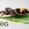 Jovial jumping spider (Apricia jovialis) juvies - Image 5