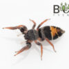 Jovial jumping spider (Apricia jovialis) juvies - Image 4