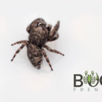 Angry-faced jumping spider  (Clynotis severus) Image