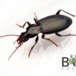 Predatory ground beetle (Carabidae) Image