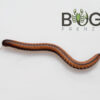 3 x Zebra millipedes (Spirobolellus sp.)