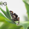 Jovial jumping spider (Apricia jovialis) juvies - Image 8