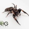 Jovial jumping spider (Apricia jovialis) juvies - Image 7