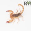 Sand scorpion (Urodacus armatus)
