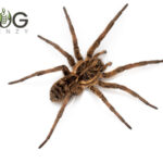 Union-jack wolf spider (Tasmanicosa leuckartii) Image