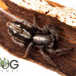 Giant flat jumping spider (Ocrisiona sp. 1) Image