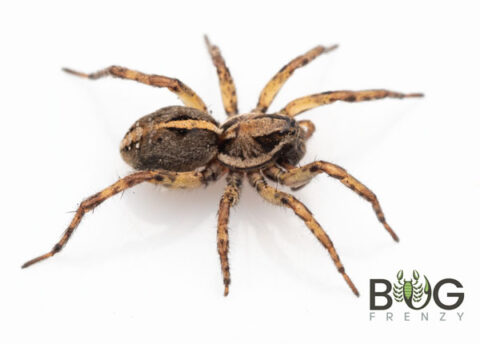 Black diamond wolf spider (Artoriopsis sp.1) - Bug Frenzy