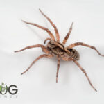 Variable wolf spider (Venator spenceri) Image