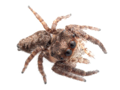 Unusual zebra jumper ( Possibly Tara sp.)