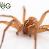 Fishing spider (Dolomedes instabilis) - Image 2