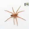 Fishing spider (Dolomedes instabilis)