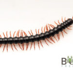 Red-legged millipede (Heterocladosoma bifalcatum) Image