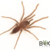 Australian tarantula (Phlogius kuttabul) Advanced Slings
