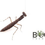 Black Ground Mantid (Bolbe sp.) Image