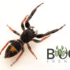 Jovial jumping spider (Apricia jovialis) juvies