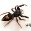 Jovial jumping spider (Apricia jovialis) juvies - Image 3