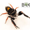 Jovial jumping spider (Apricia jovialis) juvies - Image 6