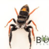 Jovial jumping spider (Apricia jovialis) juvies - Image 2