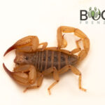 Flinders ranges scorpion (Urodacus elongatus Juvies/Sub-adults Image