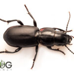 Red-Flanked Predatory Beetle (Secatophis australis) Image