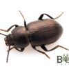 Bronzed Darkling Beetle (Adelium brevicorne)