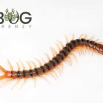 Giant Tiger centipede (Ethmostigmus rubripes) juveniles Image