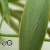 Green Garden Mantis (Orthodera ministralis) - Image 2